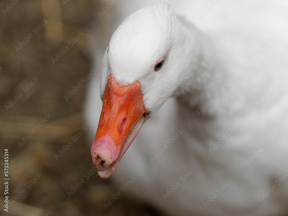 Portrait of Domestic goose, Anser cygnoides domesticus, in profile on bright green blured background. Domesticated grey goose, greylag goose or white goose portrait