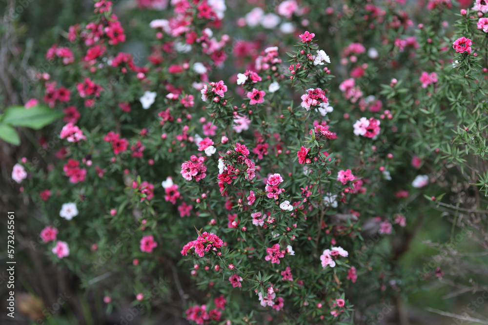 the Manuka beautiful white pink flower blooming