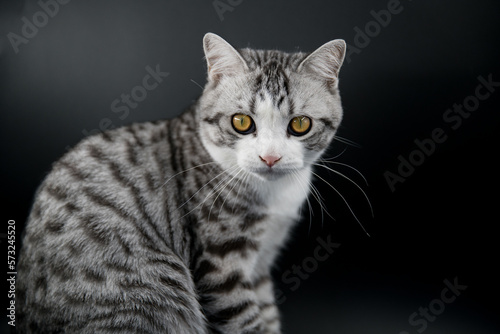 Fototapeta Naklejka Na Ścianę i Meble -  American Shorthair Cat