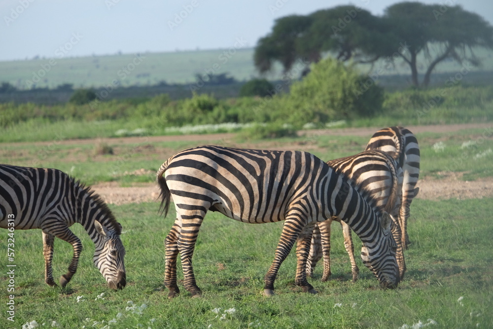 Fototapeta premium zebra in the savannah