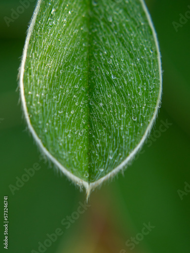 close up, water drop on leaf photo