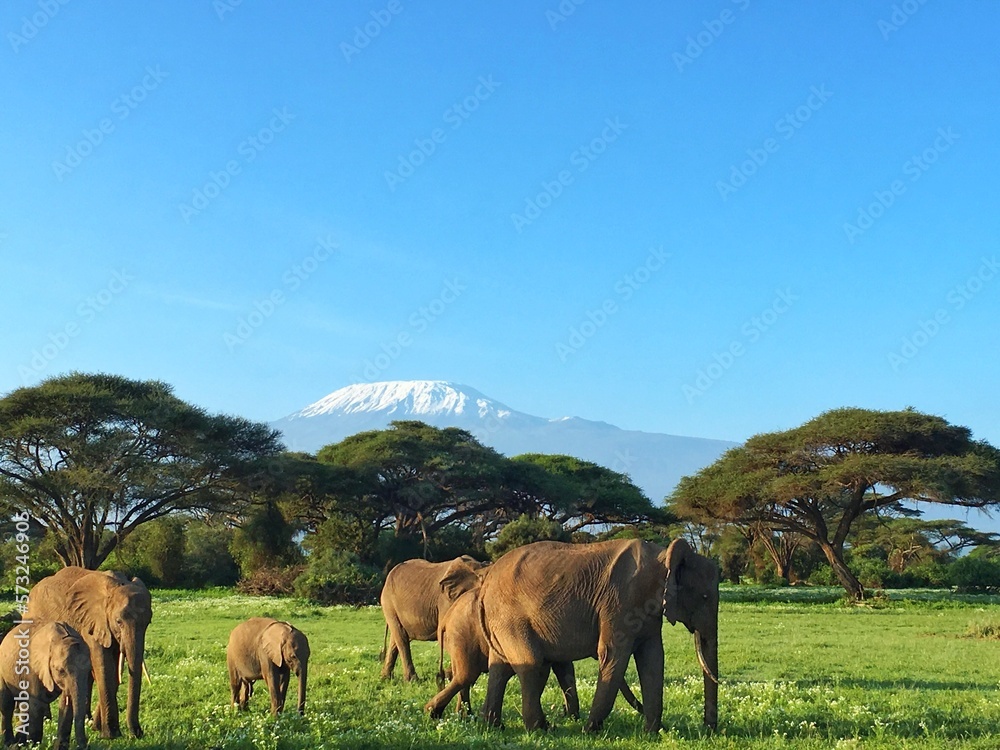 elephants under Kilimanjaro