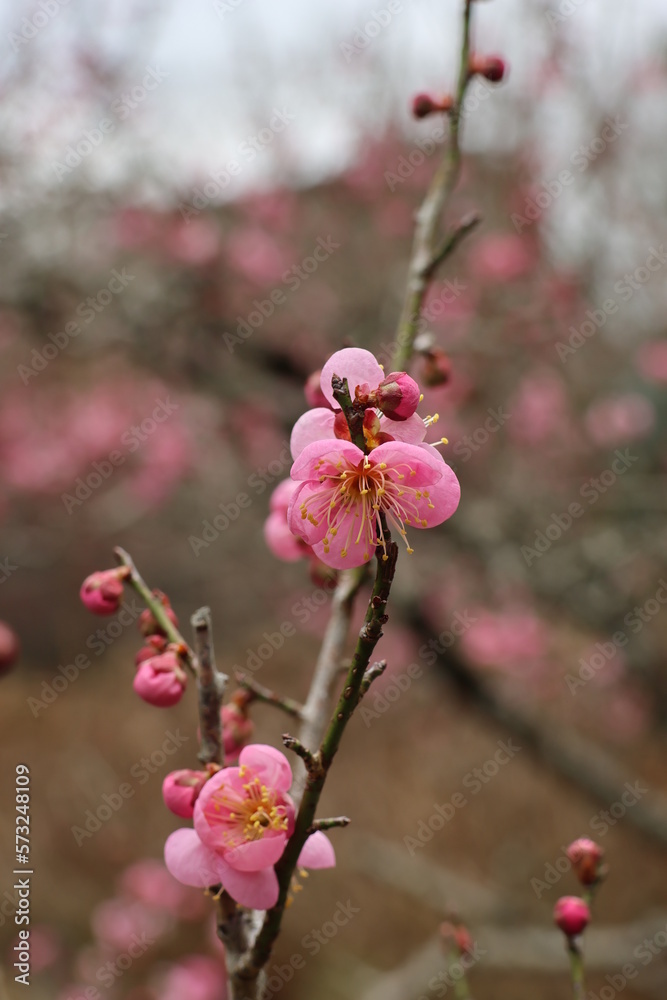 saison des cerisiers en fleurs au japon, sakura, sakura season, au japon, fleurs de cerisier saison des cerisiers en fleurs au japon, sakura, sakura season, au japon, fleurs de cerisier