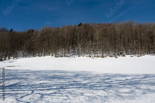 Forest in winter with snow and blue sky