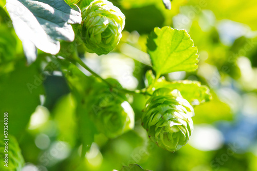 Fotografie Several fresh green hop cones hanging on branches