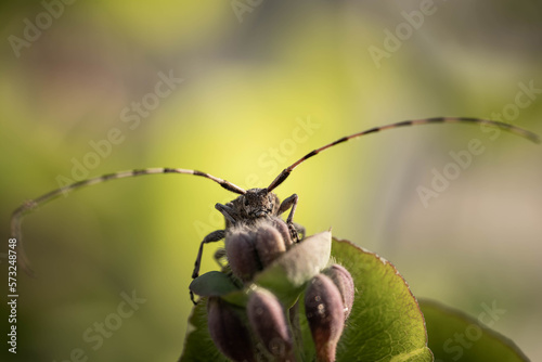 barbel beetle on a leaf at close range © Olexandr