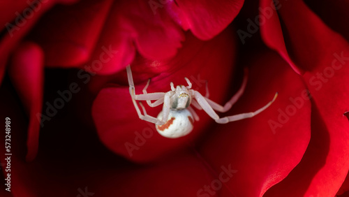 Spider with red spots on a red rose