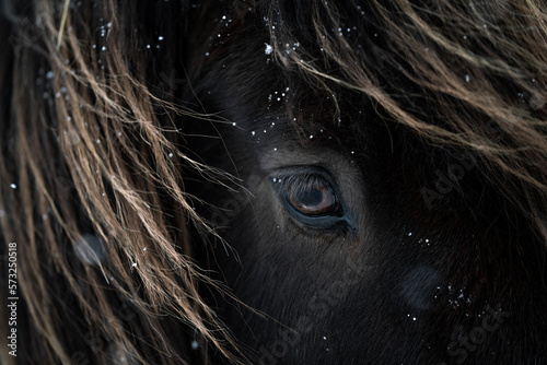 Foto Icelandic horse eye close-up in the winter with snow