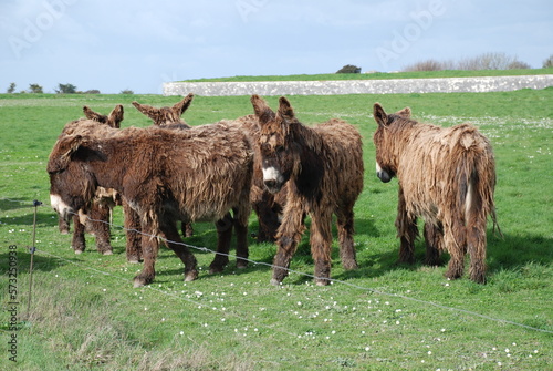 Ânes du poitou