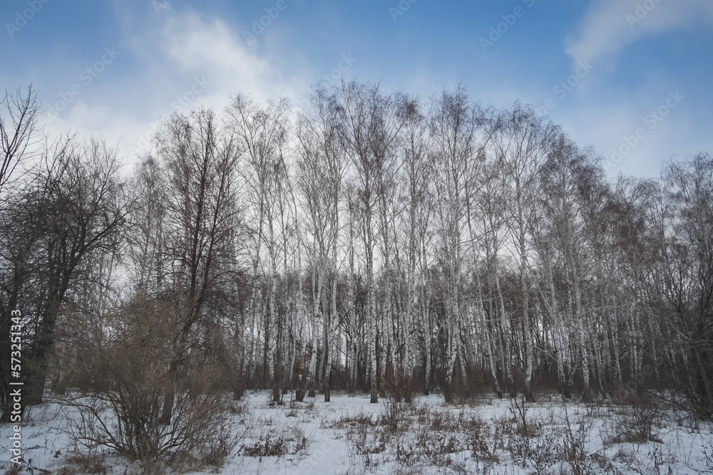 Birches against the blue sky in February in sunny weather, a birch grove in winter