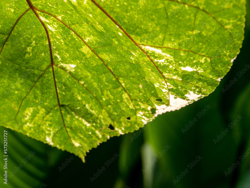 Texture on Variegated leaf of Thespesia populnea Texture on Variegated leaf of Thespesia populnea