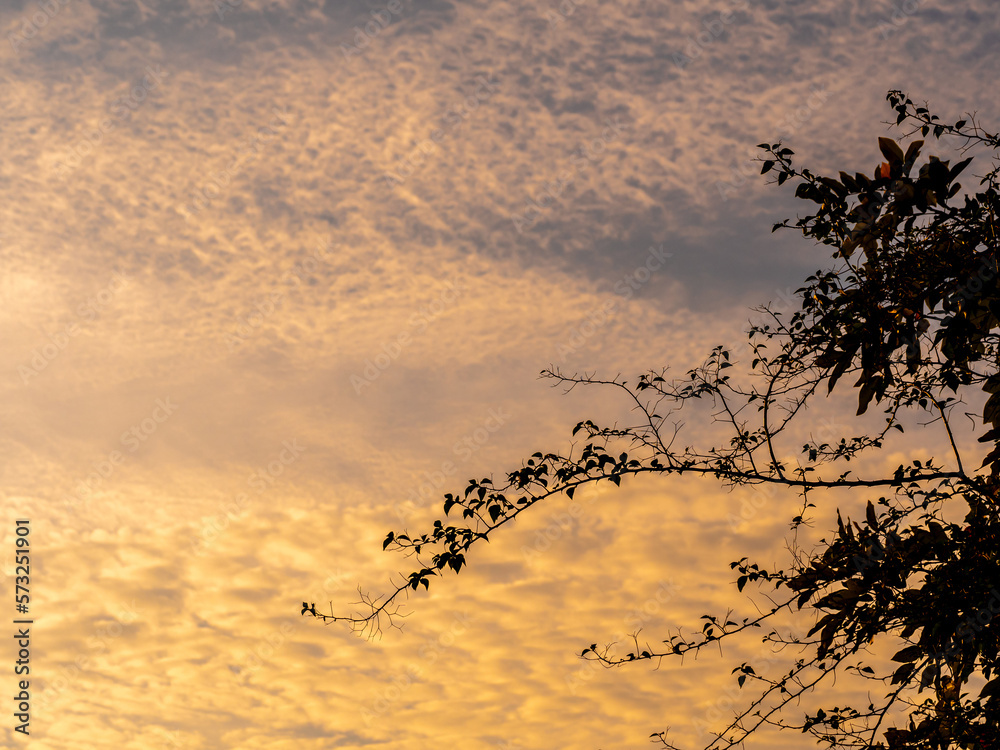 Fototapeta premium Silhouette tree and the vivid color of light of the morning sky
