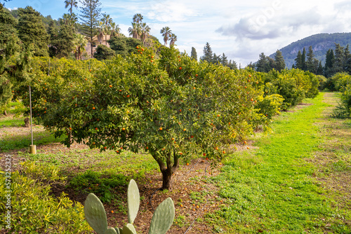 Orangenbaum Plantage von Esporles - Bergdorf | Baleareninsel Mallorca | Spanien | Espana photo