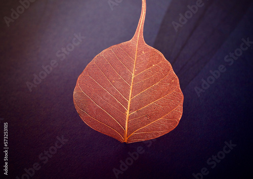 red veil leaves or skeleton leaves with its shadow on a purple background , top view, copy space, close up