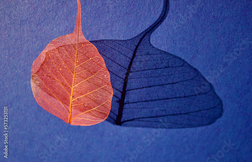 red veil leaves or skeleton leaves with its shadow on a blue background , top view, copy space