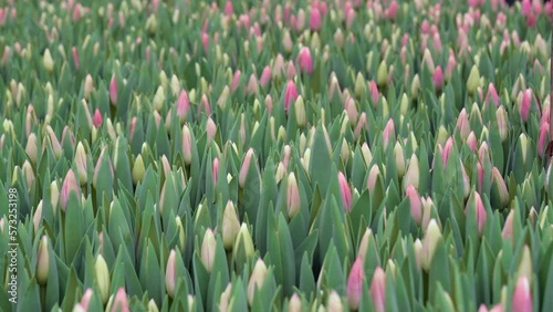 Greenhouse with tulips.View of the beds with tulips.Field of flowers for the holiday
