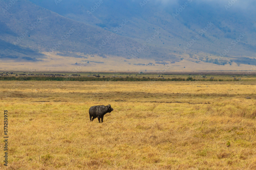 African buffalo or Cape buffalo (Syncerus caffer) in Ngorongoro Crater National Park in Tanzania. Wildlife of Africa African buffalo or Cape buffalo (Syncerus caffer) in Ngorongoro Crater National Park in Tanzania. Wildlife of Africa