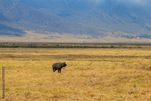 African buffalo or Cape buffalo (Syncerus caffer) in Ngorongoro Crater National Park in Tanzania. Wildlife of Africa © olyasolodenko