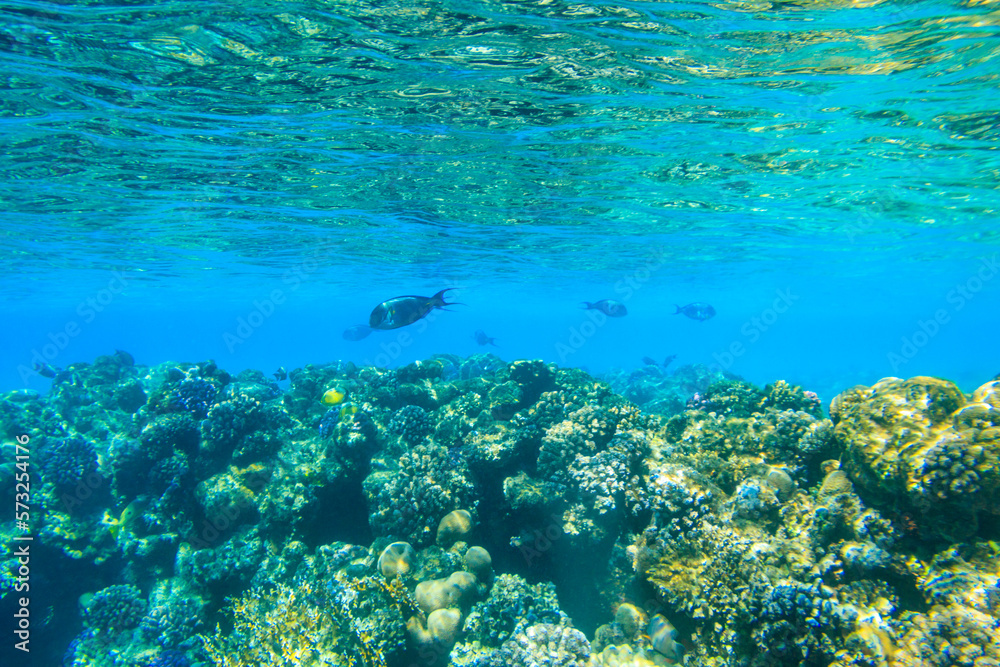 Obraz premium Sohal surgeonfish (Acanthurus sohal) or sohal tang, is a Red Sea endemic. Sohal surgeonfish on coral reef in the Red sea in Ras Mohammed national park. Sinai peninsula in Egypt
