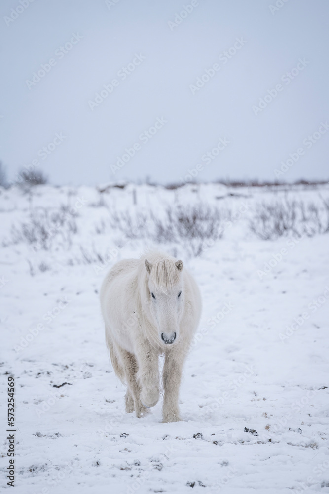 Obraz premium White Icelandic. walking trough the snow