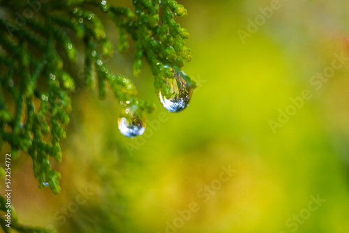 water drops on green leaf with yellow blury background