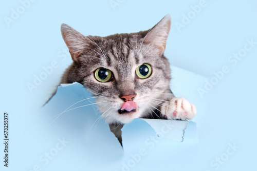Fototapeta Naklejka Na Ścianę i Meble -  A gray cat crawled through a hole on a blue background. Paper background torn by a pet, copy space