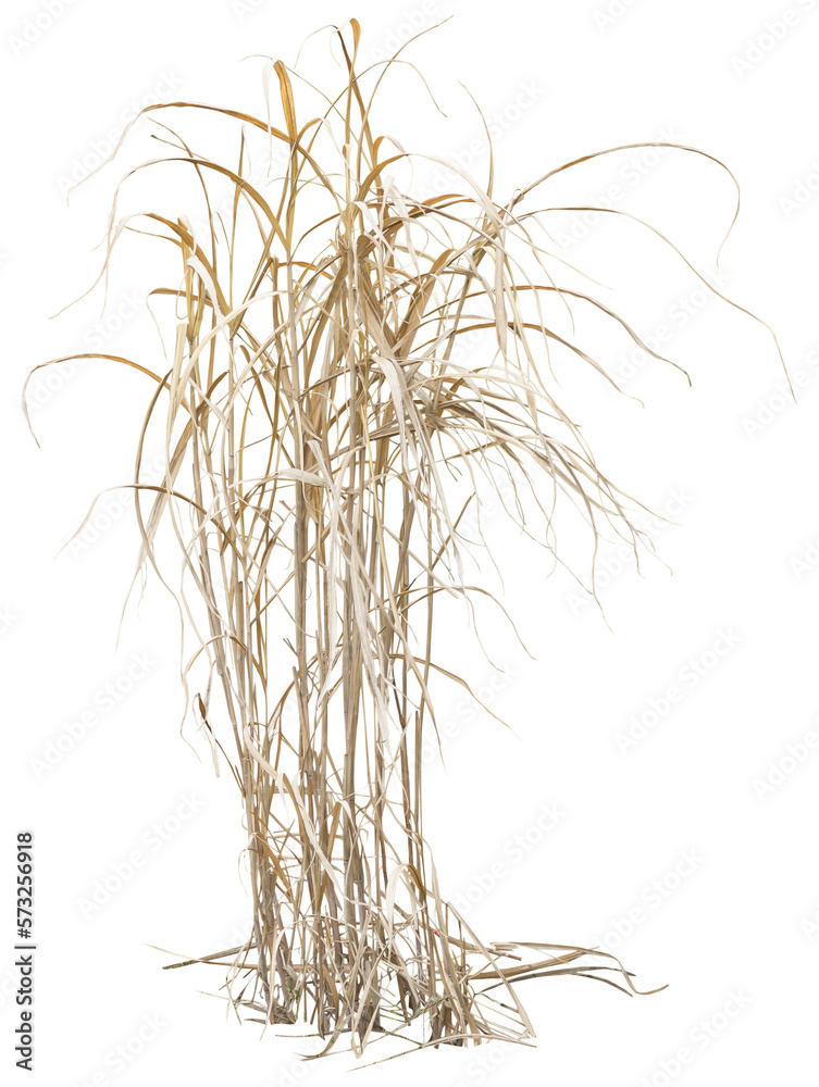 Isolated cutout PNG of dry reeds on a transparent background - obrazy, fototapety, plakaty 