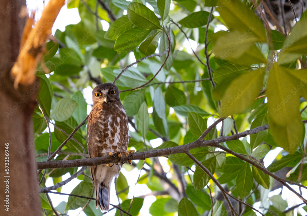 young owl brown and white hanging on branch tree in afternoon. predator bird sitting on wood in wildlife