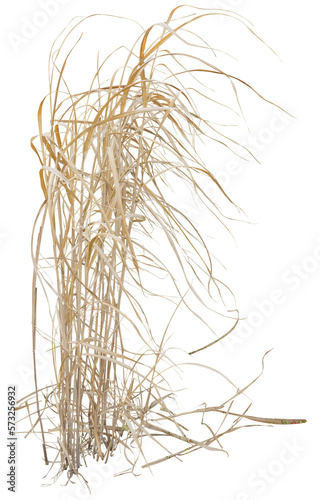 Isolated cutout PNG of dry reeds on a transparent background