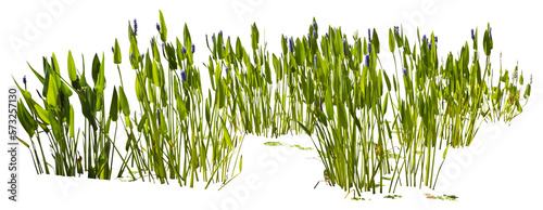Isolated cutout PNG of a water plant on a transparent background	 photo