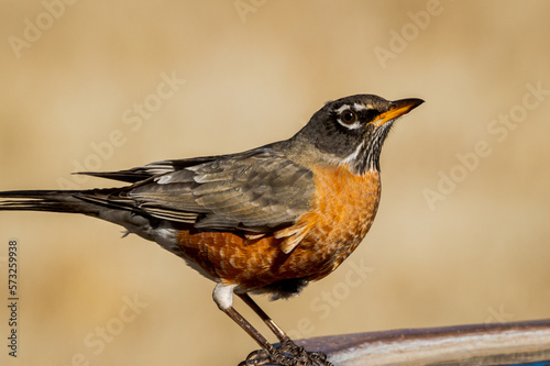 American robin