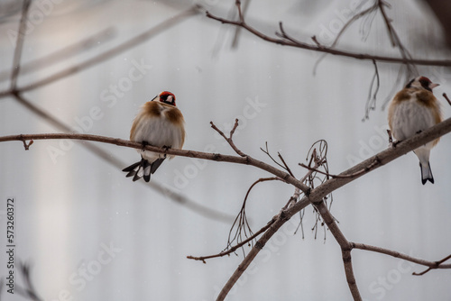 beautiful winter goldfinch looking for food on a winter day