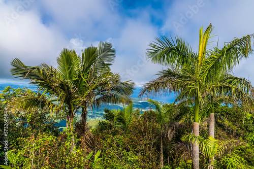 A view of palm trees from the footbridge at the summit of Mount Isabella in the Dominion Republic on a bright sunny day © Nicola