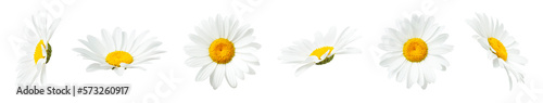 Chamomile flowers isolated on light gray background. With clipping path. Collection of beautiful chamomile flowers, summer sunny flower. Medicinal plant. Element for your design, mockup © olgaarkhipenko