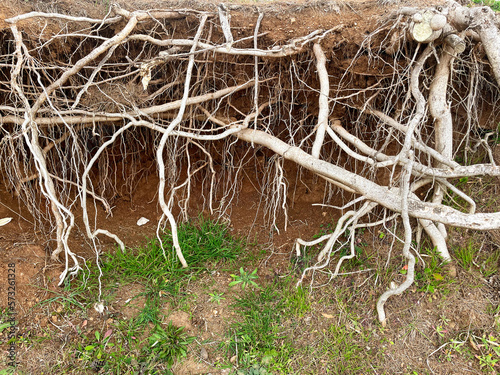 the root of a tree from the ground