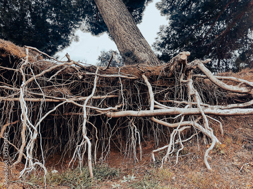 a tree after an earthquake