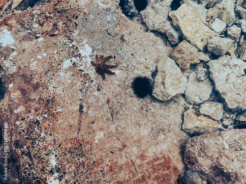 a sea urchin playing with a star