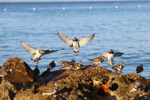 aves marinas aterrizando sobre costa rocosa
