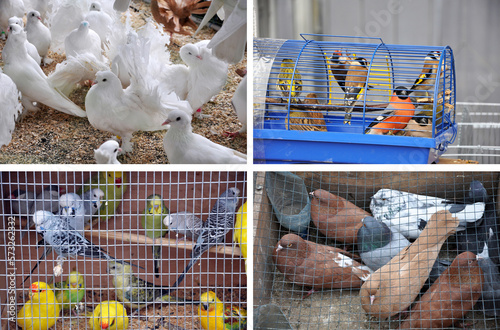 Caged birds selled in the lifestock market in Ukraine, set of four photographs 