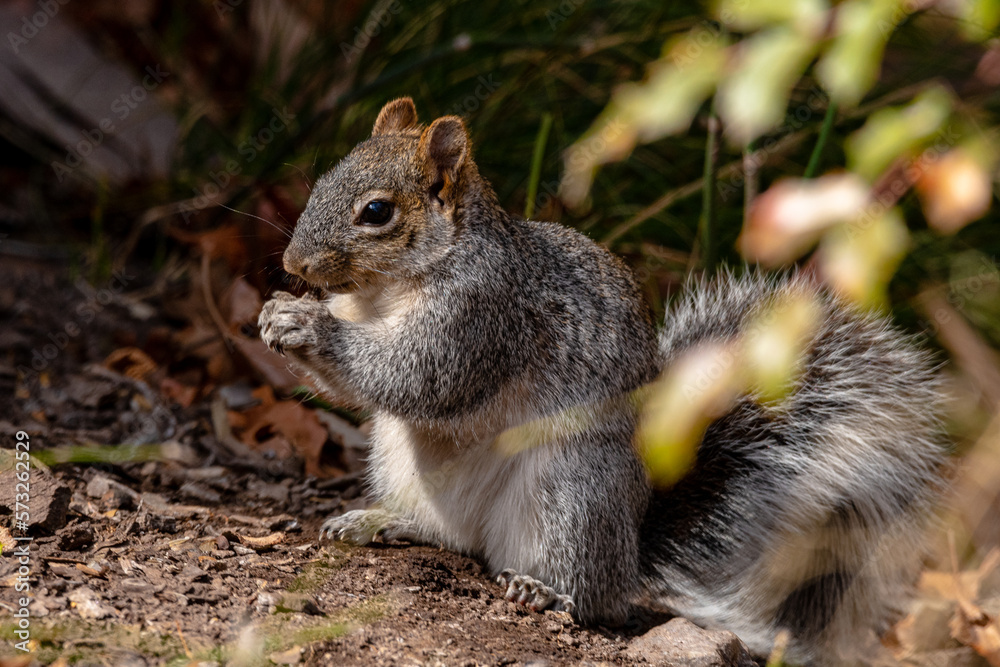 Squirrel eating a nut while sitting in the forest 