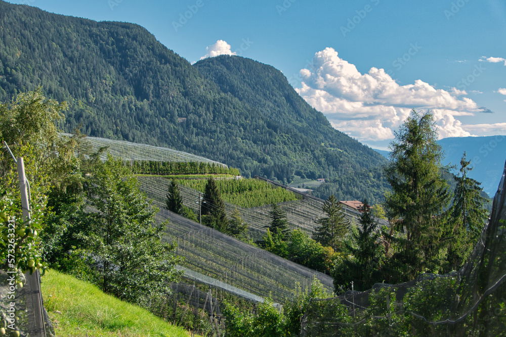 Blick über eine Südtiroler Landschaft mit Obstplantage und bewaldeten Bergen