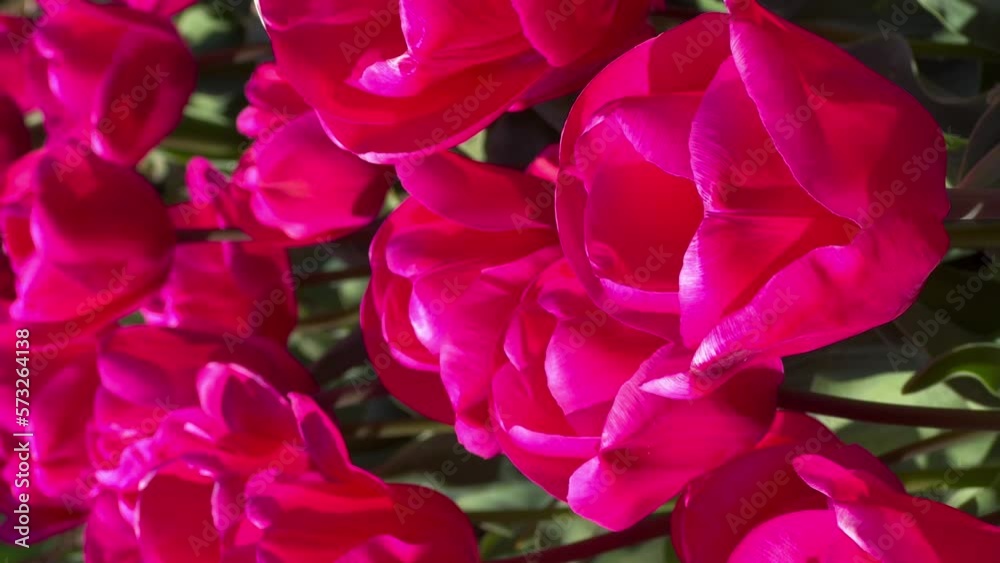 Field of colorful tulips on sunny day Keukenhof flower garden Lisse Netherlands. Happy kings day. Vertical video High quality 4k footage Field of colorful tulips on sunny day Keukenhof flower garden Lisse Netherlands. Happy kings day. Vertical video High quality 4k footage