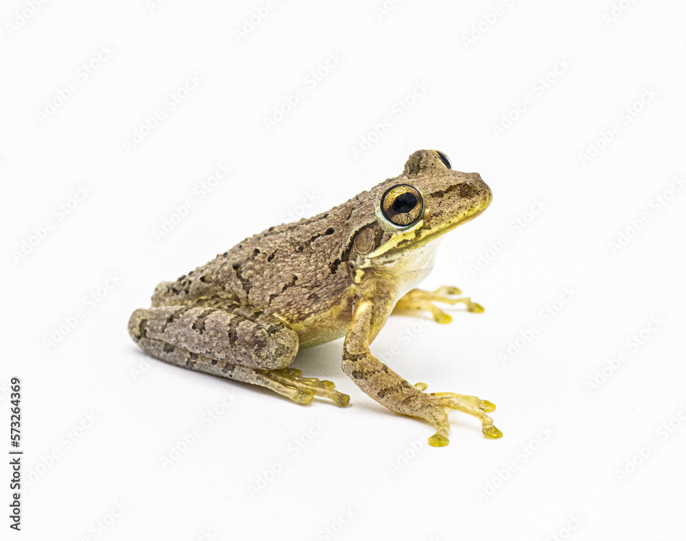 Fototapeta premium Cuban tree frog - Osteopilus septentrionalis - isolated cutout on white background. Large toe pads visible