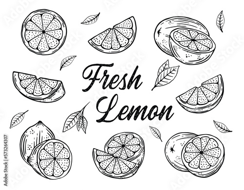 Hand drawn lime or lemon vector template