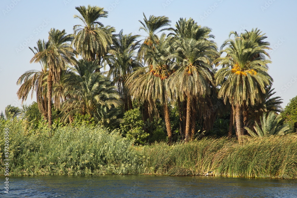 Obraz premium Palm trees on the shore of Nile in Egypt, Africa 