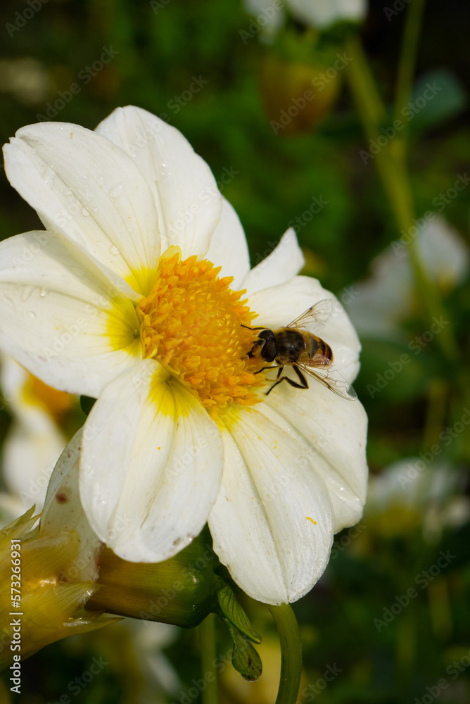 the bee collects honey in summer dahlias, summer flowers and insects the bee collects honey in summer dahlias, summer flowers and insects