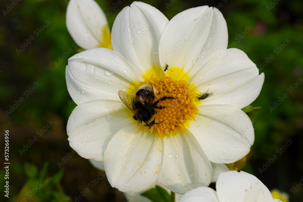 bumblebee collects honey in summer dahlias, summer flowers and insects