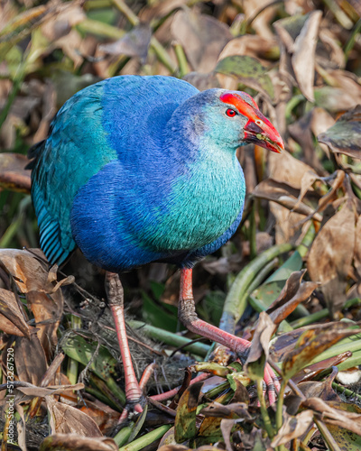 Foto A Purple Swamphen with food in its mouth