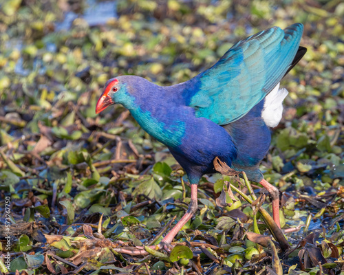 Schilderij op canvas A Purple swamphen running around field