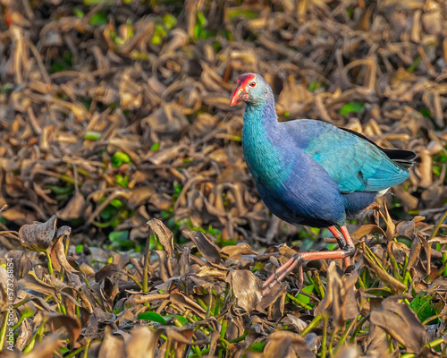 Foto A purple Swamphen moving in a wet land for food
